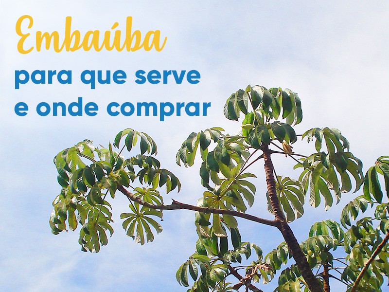 Embaúba: para que serve e onde comprar